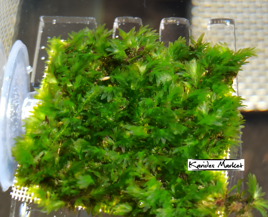 Şeffaf Renk 5 Cm x 5.7 Cm Moss Standı Raf - Salınım Yapmaz - 1 Adet 3D Dıy 