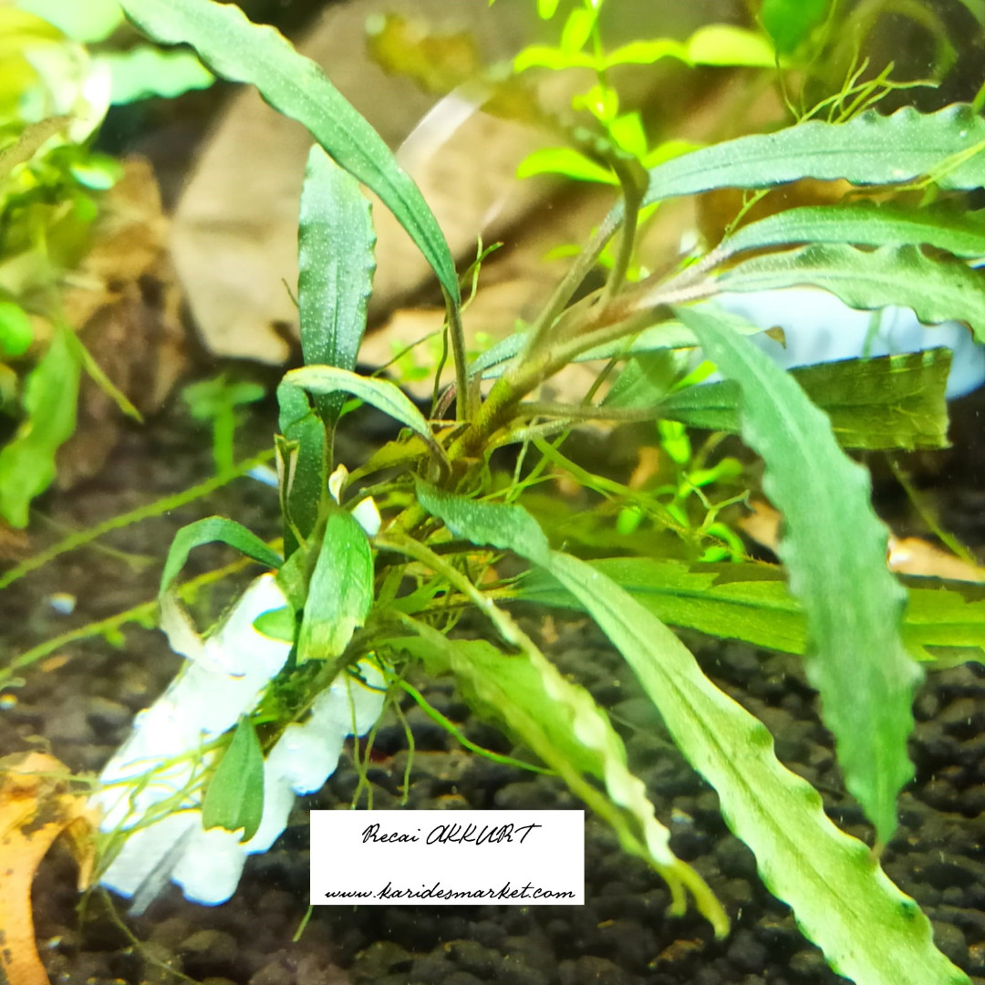 Bucephalandra - Anubias - Moss ve Bitkiyi Kuma Toprağa Tutturma Aparatı 1 Adet - 3D Dıy