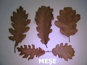 10 Adet Doğal Kurumuş Meşe Yaprağı Karides ve Balık Akvaryumları için İlaçsız