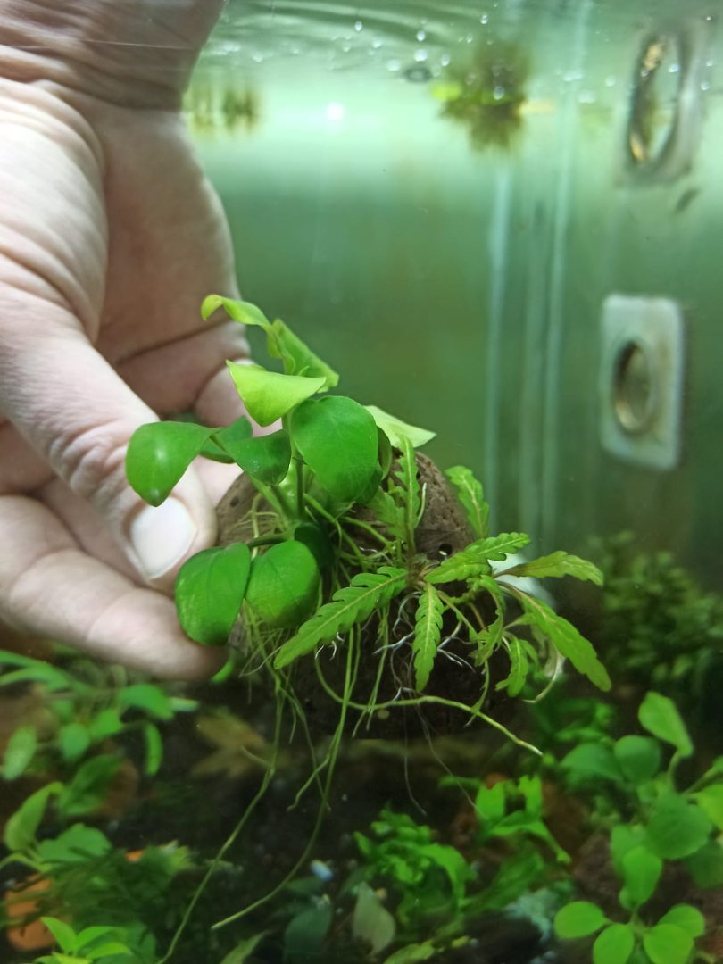 Anubias Nana ve Hygrophila Pinnatifida Canlı Bitki Uygulamasına ait Satış - Her Tasarım Sadece 1 Adettir