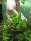 Anubias Nana ve Hygrophila Pinnatifida Canlı Bitki Uygulamasına ait Satış - Her Tasarım Sadece 1 Adettir