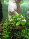 Anubias Nana ve Hygrophila Pinnatifida Canlı Bitki Uygulamasına ait Satış - Her Tasarım Sadece 1 Adettir