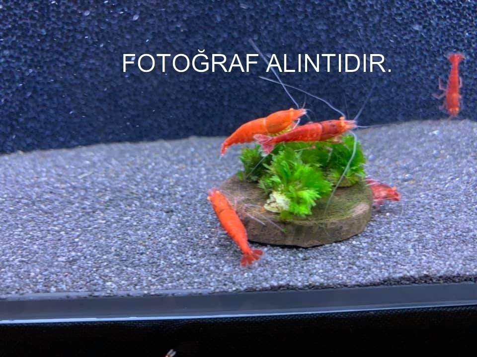 2.5 - 3 Cm Çap Moss Bitki Uygulamaları için Doğal Dekoratif Ağaç Kütük Dilimi 1 Adet