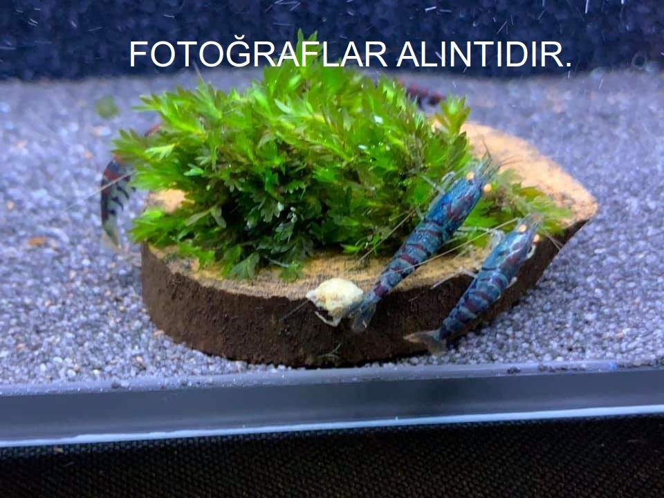 2.5 - 3 Cm Çap Moss Bitki Uygulamaları için Doğal Dekoratif Ağaç Kütük Dilimi 1 Adet