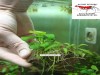 Anubias Nana ve Hygrophila Pinnatifida Canlı Bitki Uygulamasına ait Satış - Her Tasarım Sadece 1 Adettir