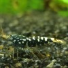 1 Adet Black Galaxy Pinto Karides Caridina Shrimp