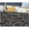 1 Adet Black Galaxy Pinto Karides Caridina Shrimp