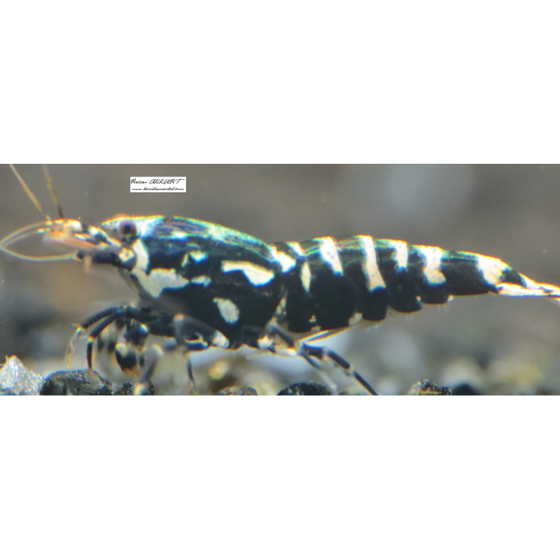 1 Adet Black Galaxy Pinto Karides Caridina Shrimp