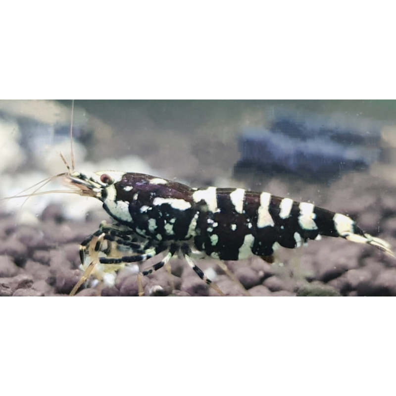 5 Adet Black Galaxy Snowflake Karides Caridina Shrimp