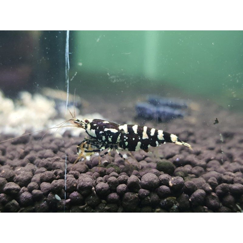 5 Adet Galaxy Tiger Karides Caridina Shrimp