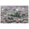 5 Adet Galaxy Tiger Karides Caridina Shrimp