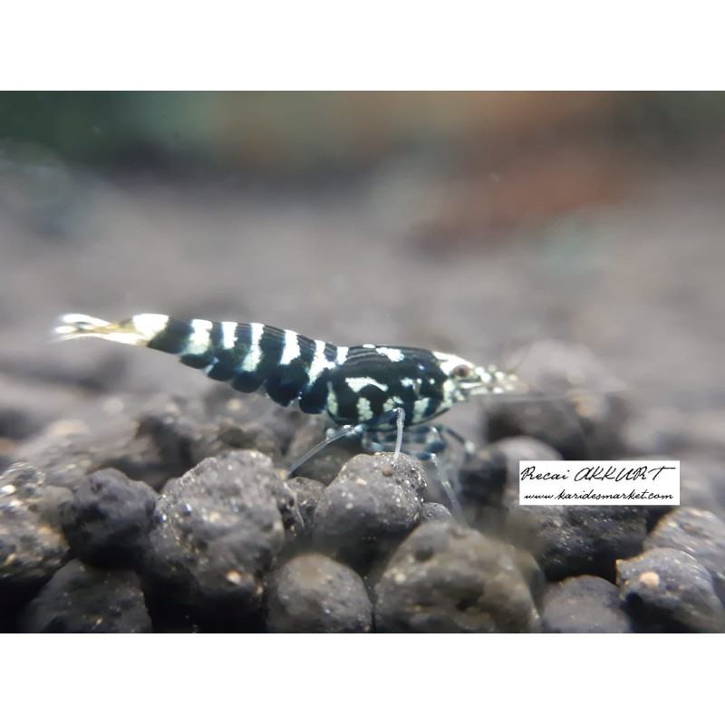 5 Adet Galaxy Tiger Karides Caridina Shrimp