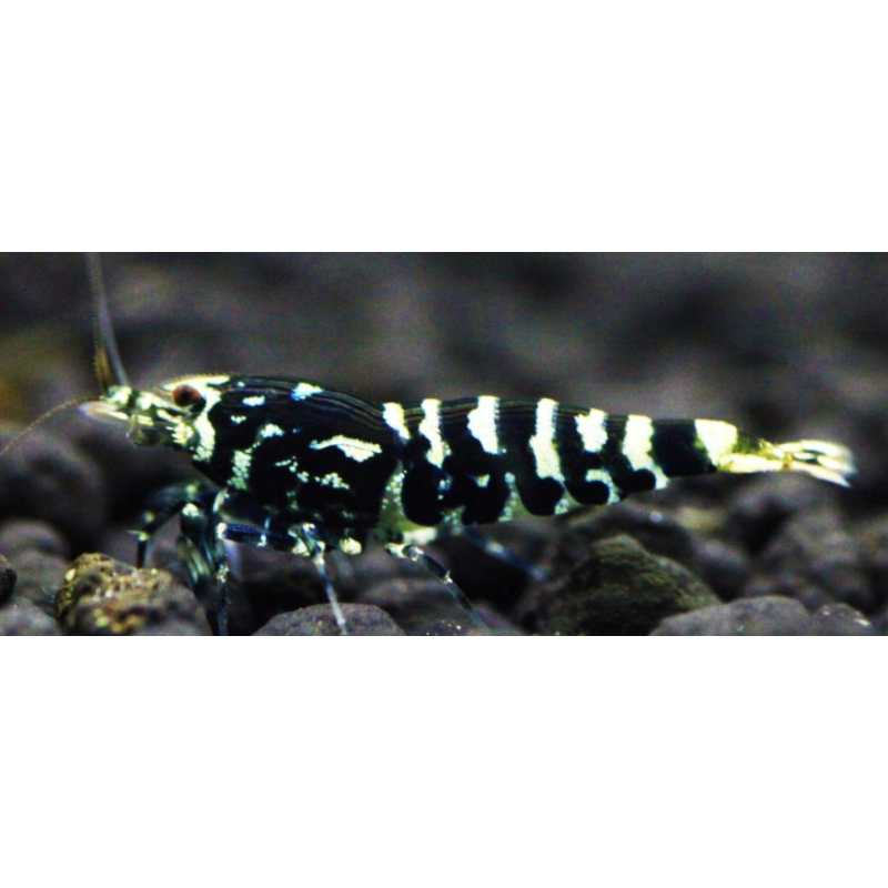 5 Adet Galaxy Tiger Karides Caridina Shrimp