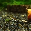 5 Adet Galaxy Tiger Karides Caridina Shrimp