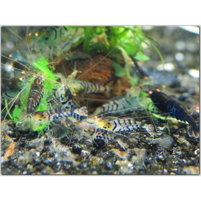 1 Adet BT3 - BT4 Black Tiger OE Turuncu Göz Siyah Kaplan Karides Caridina Shrimp