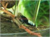 1 Adet Black Siyah Belly Pinto Karides Caridina Shrimp