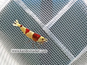 1 Adet Prl Pure Red Line Karides 3 -4 Bantlı Caridina Shrimp