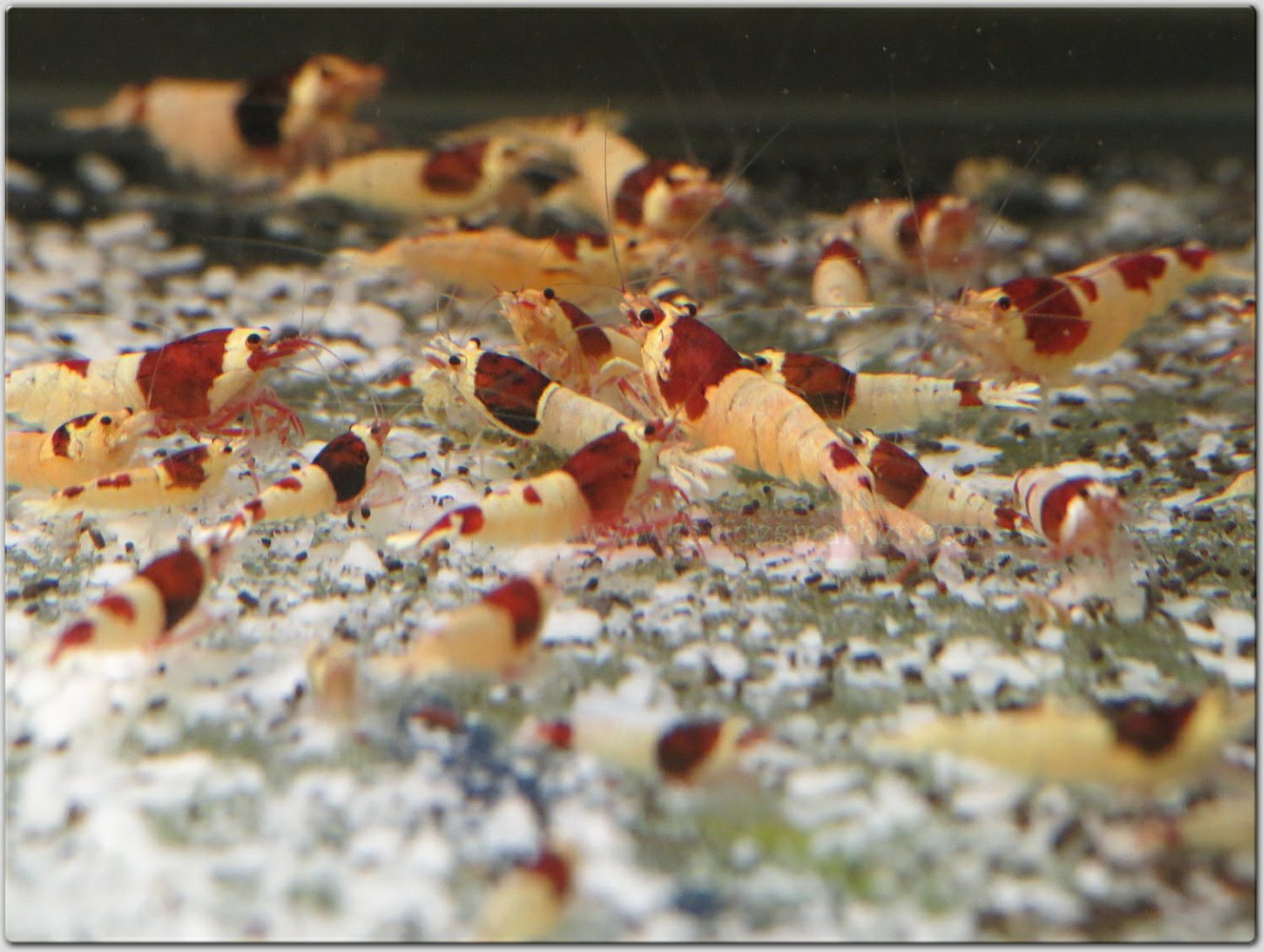 1 Adet Taiwan Bee Red Shadow Mosura Karides Caridina Shrimp