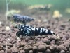 1 Adet Black Galaxy Pinto Karides Caridina Shrimp