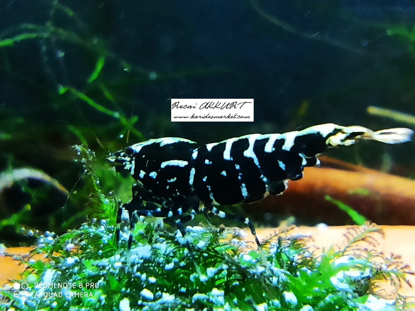 1 Adet Black Galaxy Fishbone SSS Grade (Gfb) Karides Caridina Shrimp