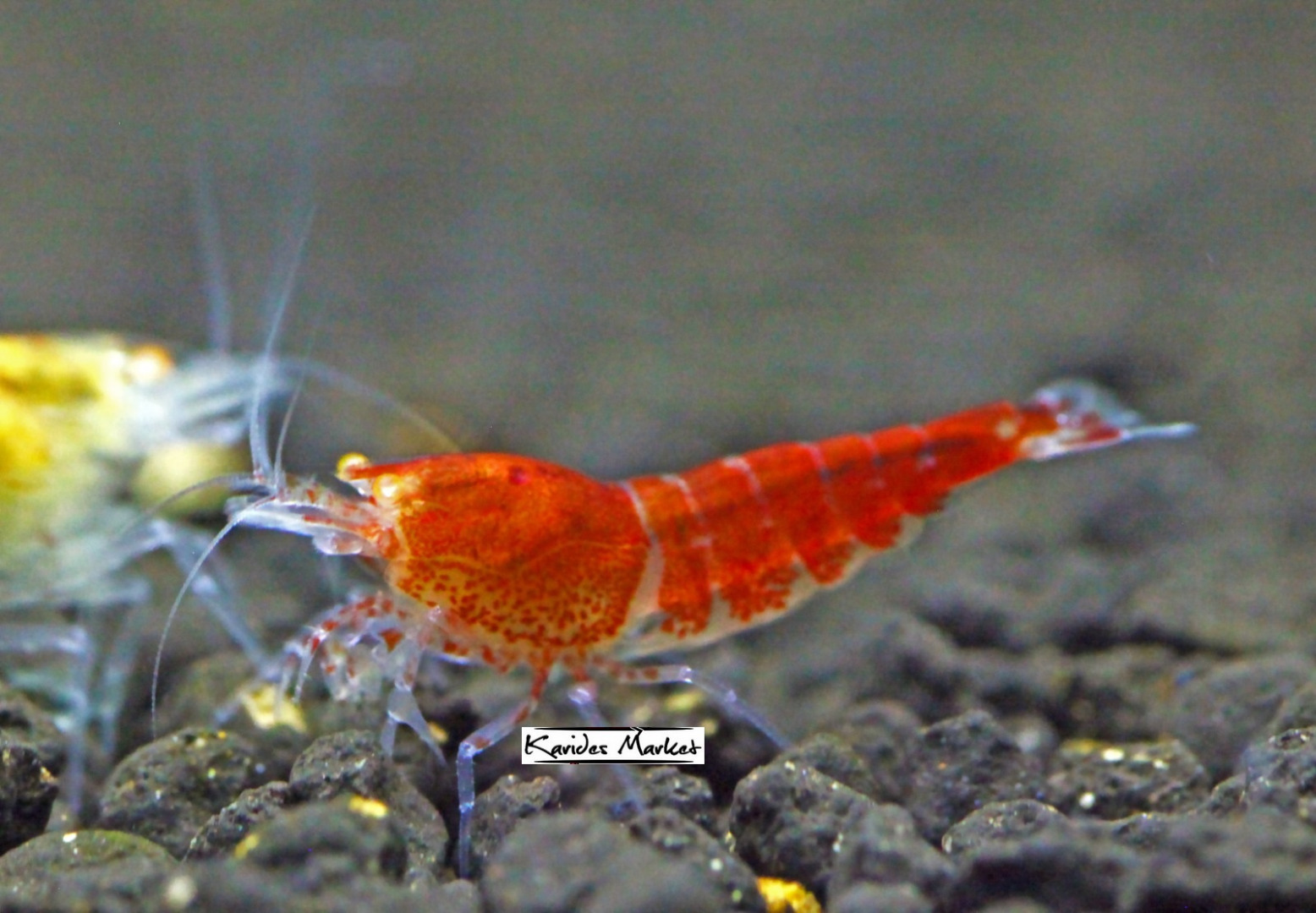 1 Adet OE Red Devil Karides Turuncu Göz Caridina Shrimp