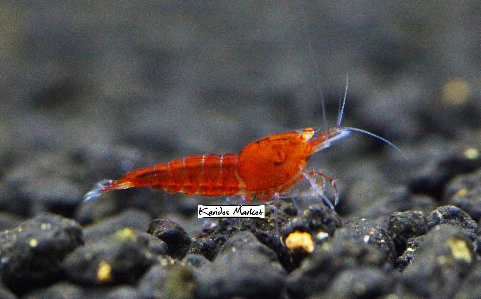 1 Adet OE Red Devil Karides Turuncu Göz Caridina Shrimp