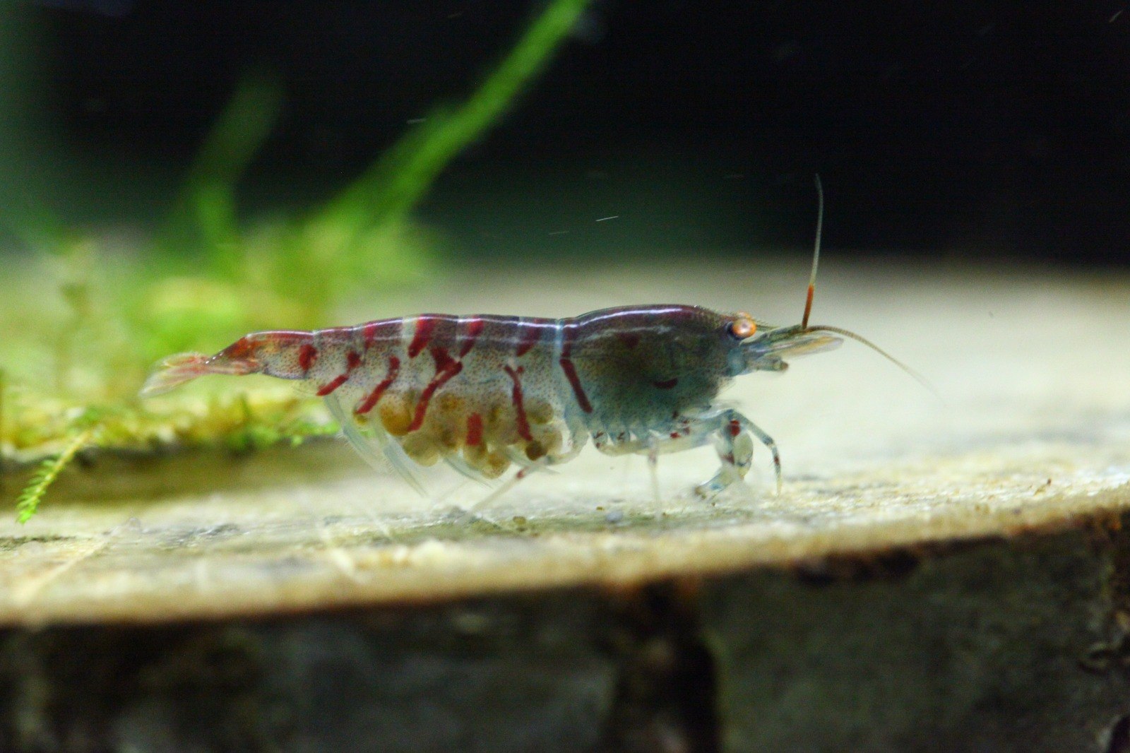 1 Adet OE Turuncu Göz Kırmızı Kaplan Karides Red Tiger Caridina Shrimp