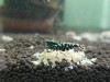 1 Adet Black Galaxy Fishbone SSS Grade (Gfb) Karides Caridina Shrimp