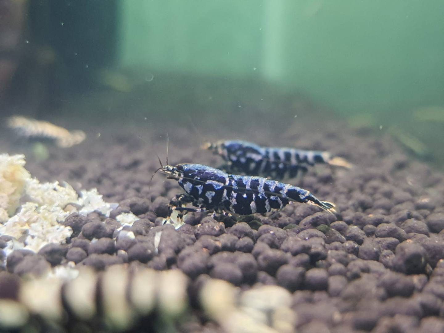 1 Adet Black Galaxy Fishbone SSS Grade (Gfb) Karides Caridina Shrimp