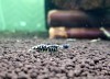 1 Adet Black Galaxy Fishbone SSS Grade (Gfb) Karides Caridina Shrimp