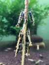 10 Adet ( BOA ) Black Galaxy Karides Caridina Boa Shrimp