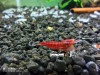 1 Adet OE Red Devil Karides Turuncu Göz Caridina Shrimp