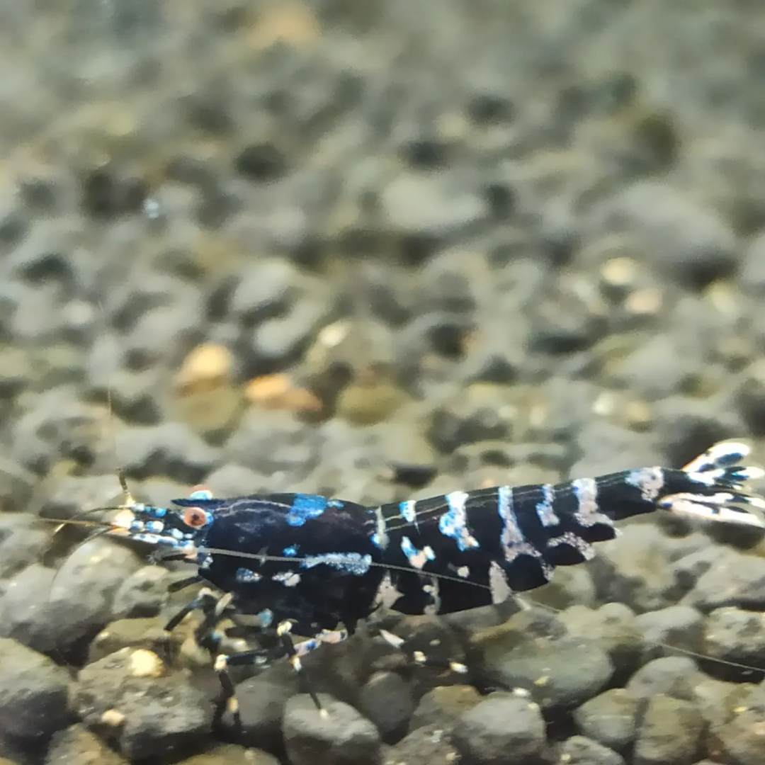 1 Adet Black Galaxy Pinto Karides Caridina Shrimp