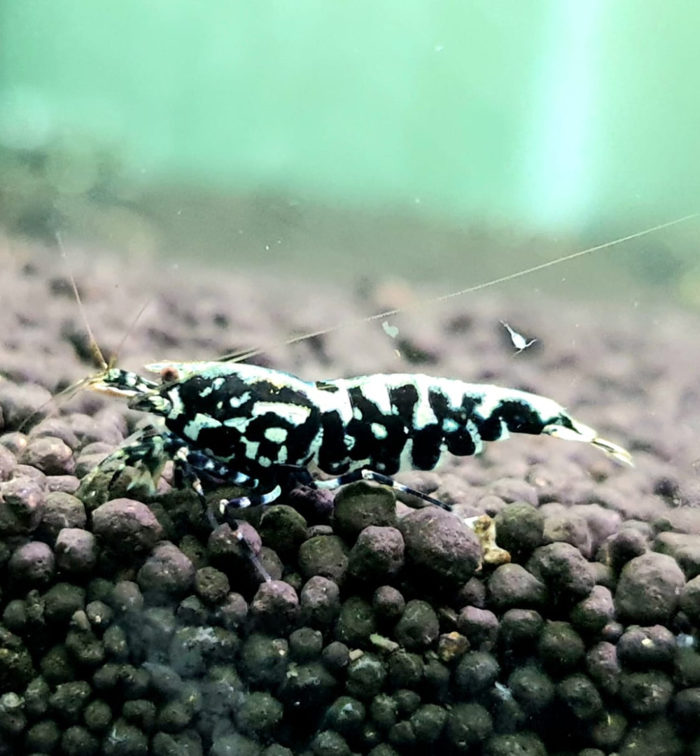 1 Adet Black Galaxy Fishbone SSS Grade (Gfb) Karides Caridina Shrimp