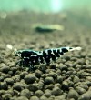 1 Adet Black Galaxy Fishbone SSS Grade (Gfb) Karides Caridina Shrimp