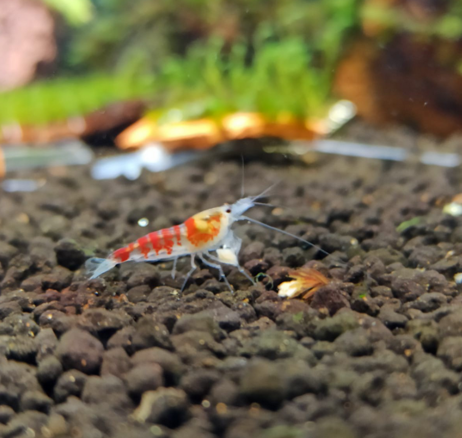 10 Adet Kırmızı Calceo Bee Red Dragon Karides Caridina Shrimp 