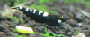 5 Adet Black Zebra Pinto Karides Caridina Shrimp