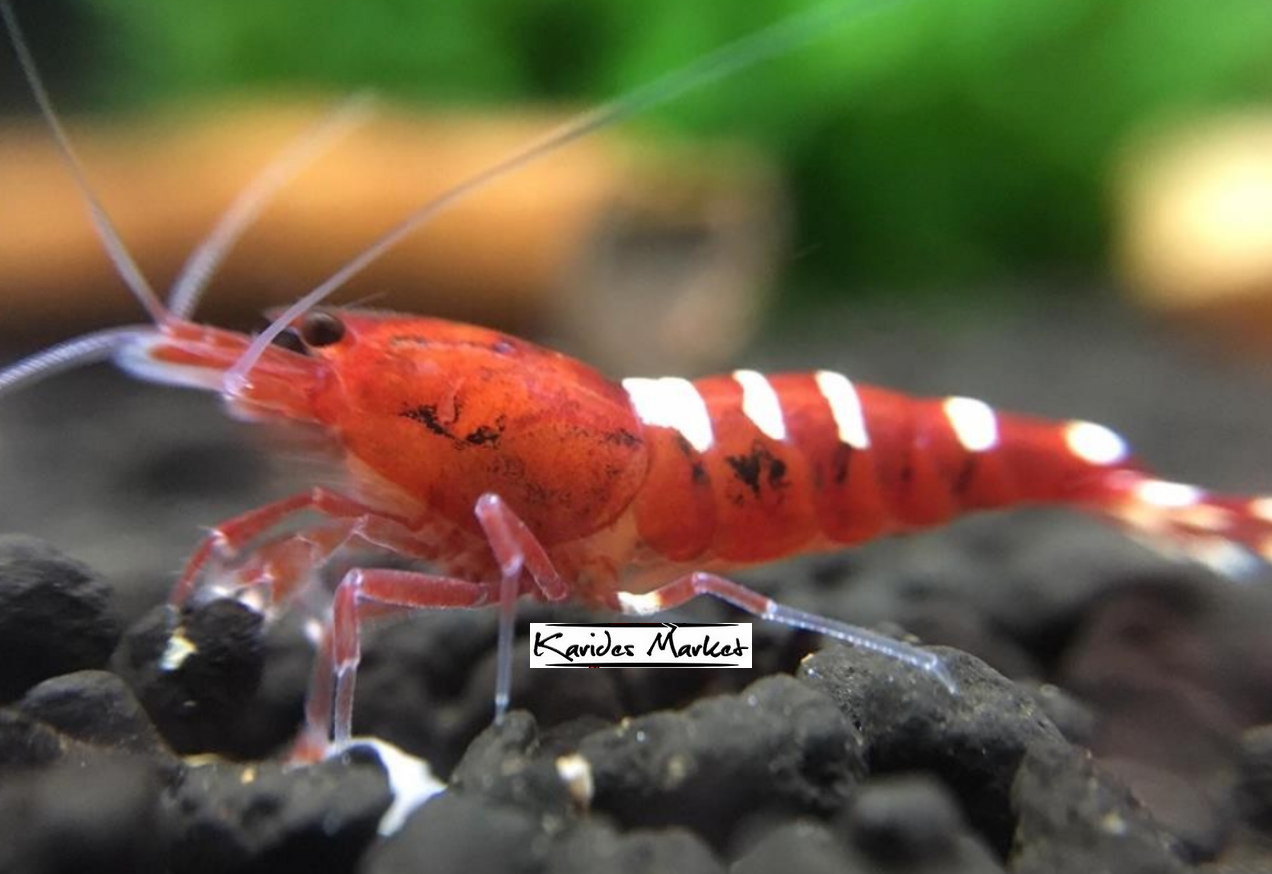 5 Adet Karma Pinto Red Kırmızı Belly - Zebra - Spotted Karides Caridina Shrimp