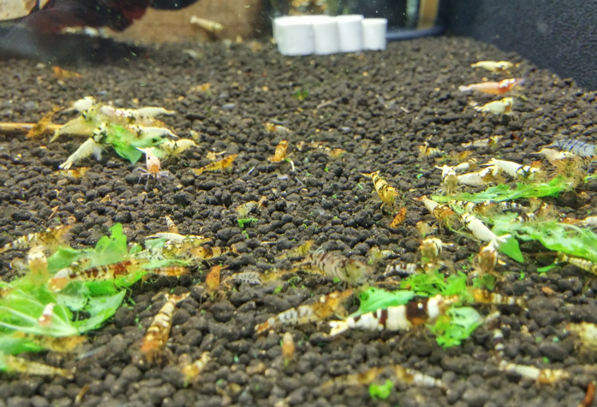 1 Adet Tibee Karides Caridina Shrimp