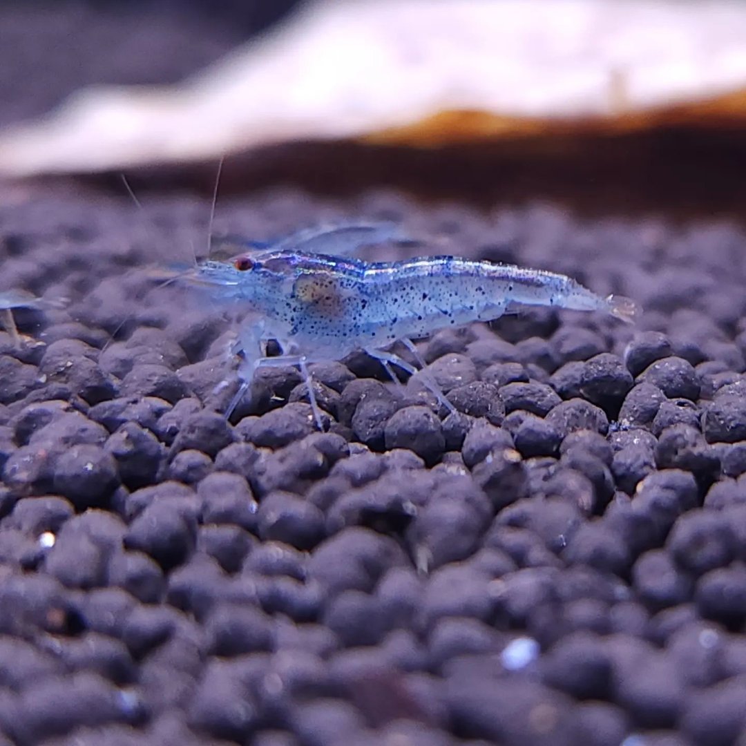 1 Adet Aura Blue Karides Caridina Cf. Serrata “AuraBlue” Shrimp