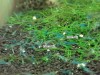 1 Adet Aura Blue Karides Caridina Cf. Serrata “AuraBlue” Shrimp