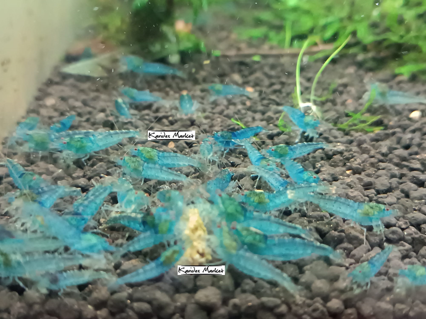 1 Adet Aura Blue Karides Caridina Cf. Serrata “AuraBlue” Shrimp