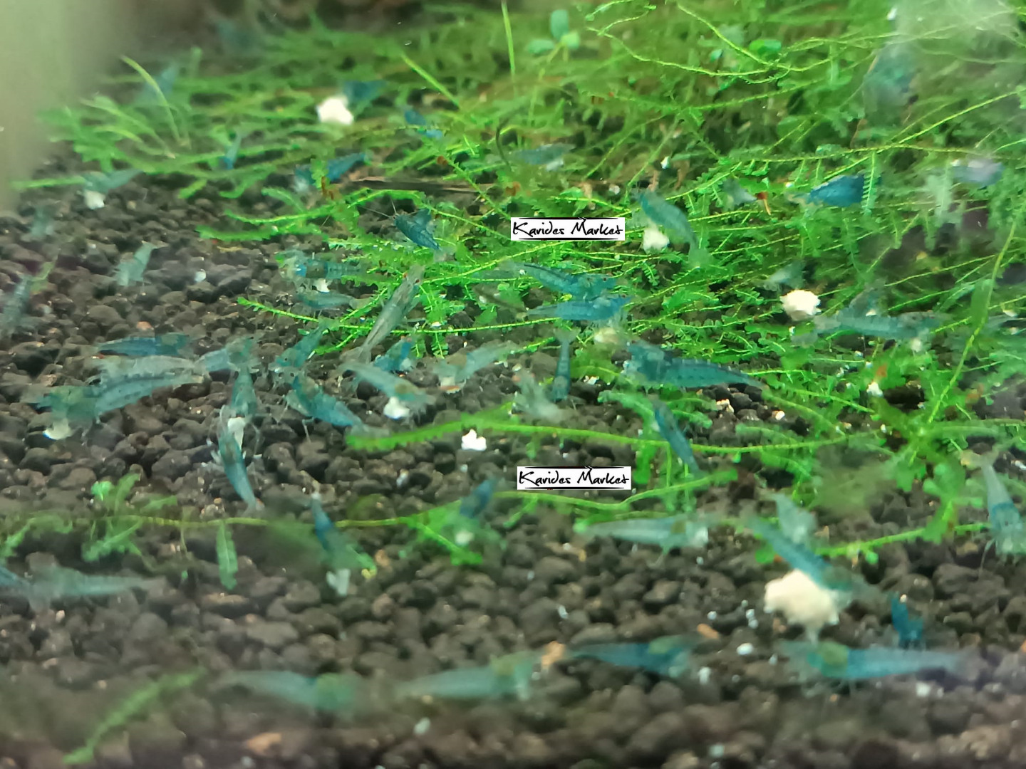 1 Adet Aura Blue Karides Caridina Cf. Serrata “AuraBlue” Shrimp