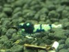 1 Adet Black Siyah Belly Pinto Karides Caridina Shrimp