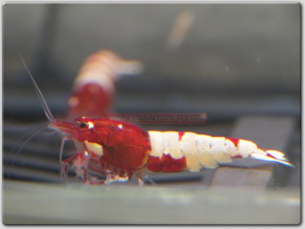 5 Adet Karma Pinto Red Kırmızı Belly - Zebra - Spotted Karides Caridina Shrimp