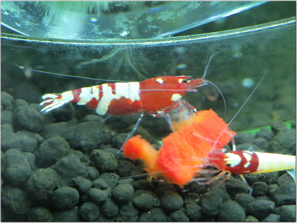 10 Adet Red Kırmızı Belly Pinto Karides Caridina Shrimp