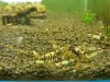 1 Adet Black Fancy Karides Caridina Shrimp Low Grade ( A / S )