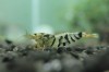 1 Adet Black Fancy Karides Caridina Shrimp Low Grade ( A / S )