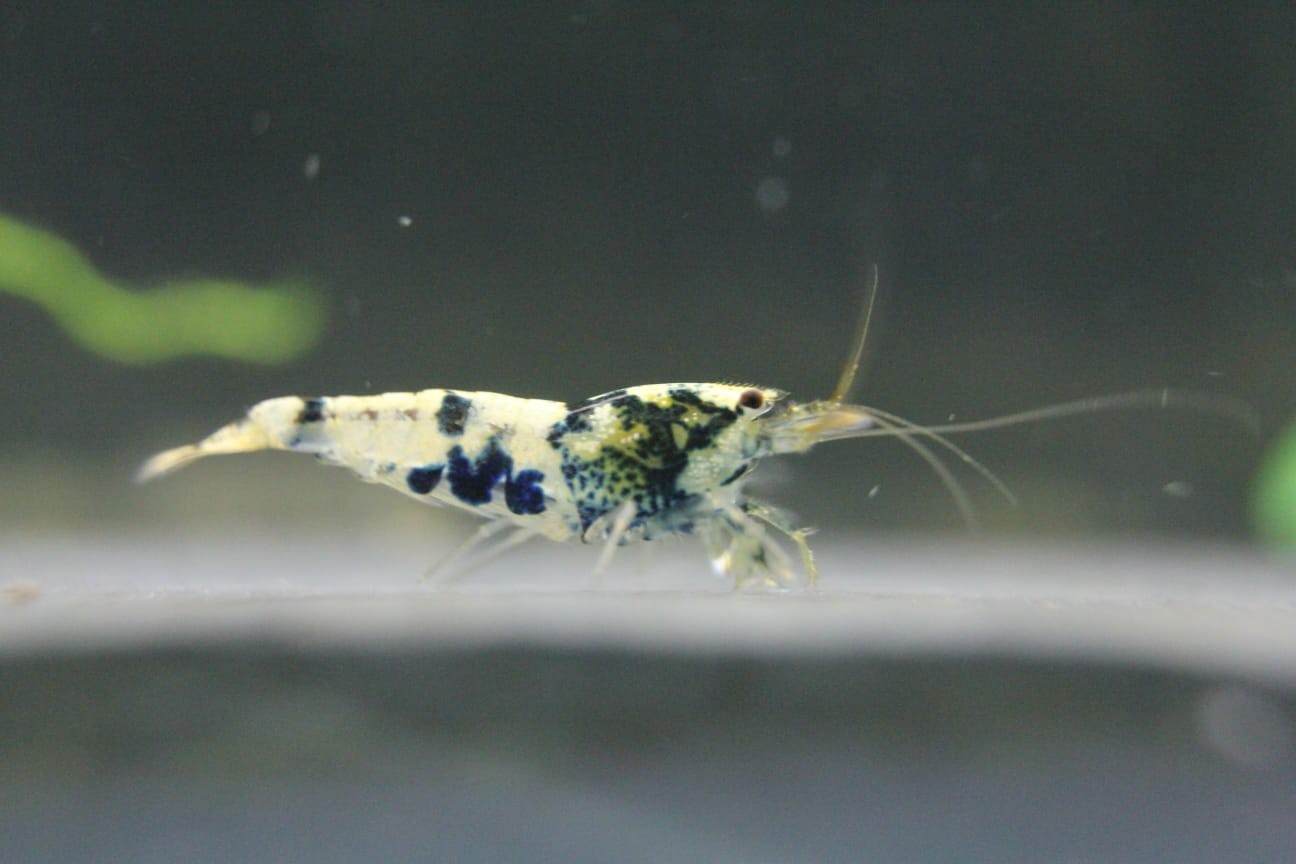 1 Adet Black Fancy Karides Caridina Shrimp Low Grade ( A / S )