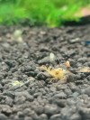 1 Adet Black Dragon Calceo Shrimp Caridina Karides Siyah Ejder